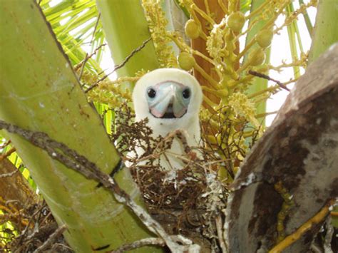 Wildlife of the Chagos islands