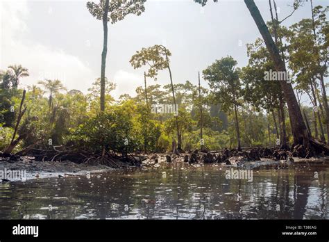 mangrove forest. Andaman and Nicobar Islands Havelock India Stock Photo ...