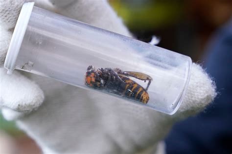 First murder hornet nest in US had FIVE HUNDRED of the killer insects ...