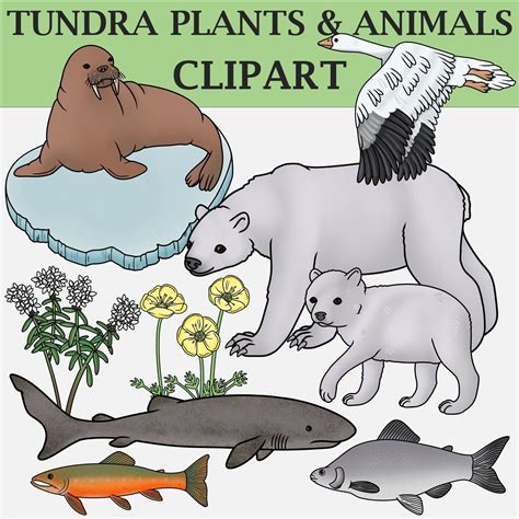 Tundra Plants and Animals Clipart - Etsy