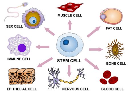 Difference Between Stem Cell Differentiation and Self Renewal | Compare ...