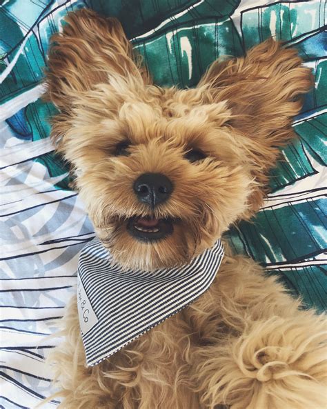 Cavoodle cavapoo teddy bear dog follow on insta @cavoodlemurphy | Teddy ...