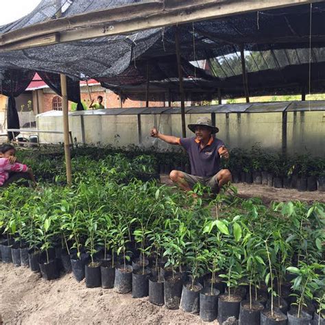 mayldha gaharu plantation - Agricultural Production in Kampung Tambak Paya