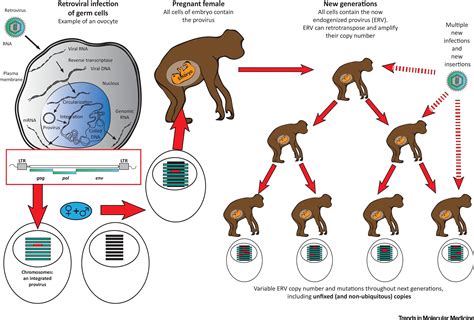 Human Endogenous Retroviruses in Neurological Diseases: Trends in ...