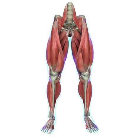 Human Leg Muscle Anatomy Medical Edition | 3D model | Muscle anatomy ...
