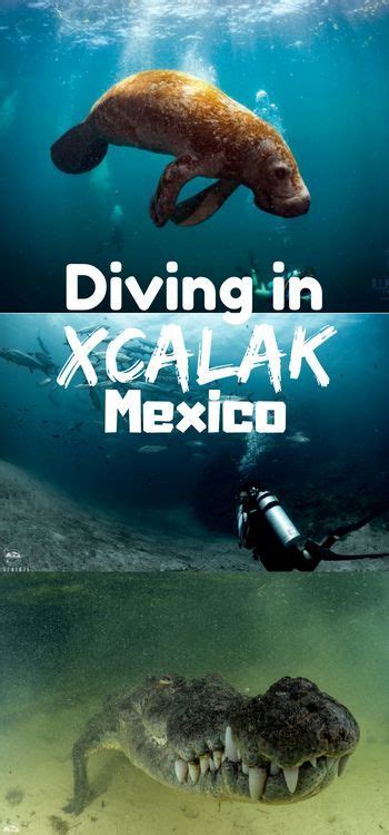 Scuba Diving in Xcalak, Mexico | Best scuba diving, Diving, Scuba diving bucket list