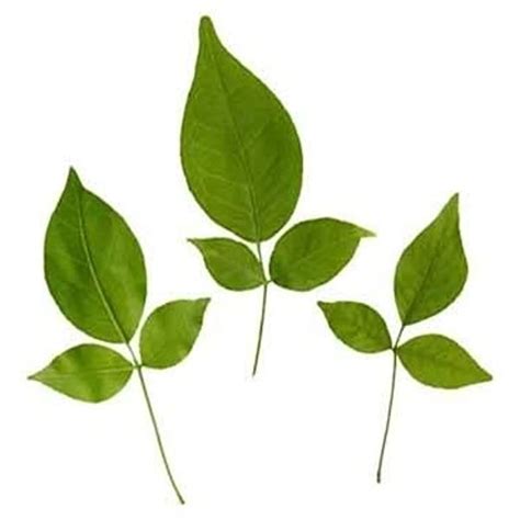 Bilva patra (bel patra leaves) – Nepal Rudraksha