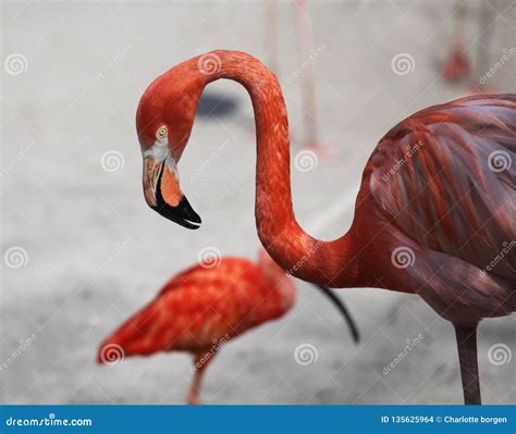 The eye of the flamingo stock photo. Image of background - 135625964