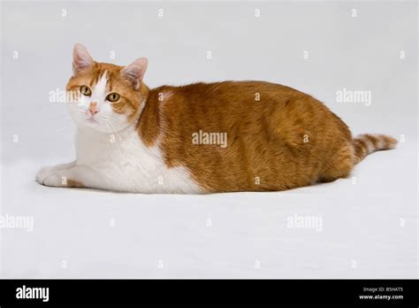 Cute white with orange fat cat laying on the floor isolated on white ...