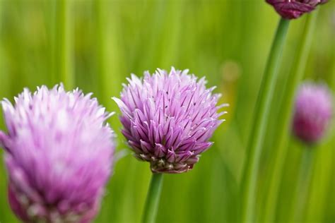 Flowers Chives Blossom - Free photo on Pixabay - Pixabay