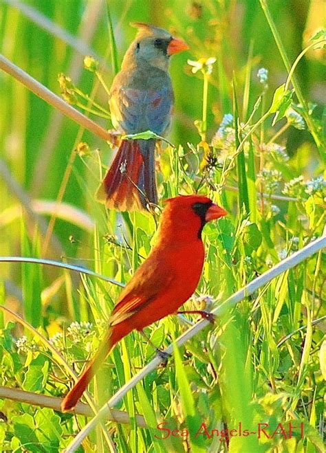 17 Best images about State Birds on Pinterest | Missouri, Birds and ...