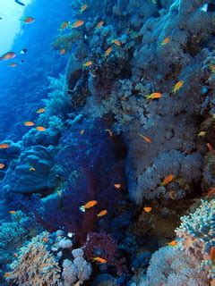 Reef scene at Daedalus Reef, Red Sea, Egypt | Reef scene at … | Flickr