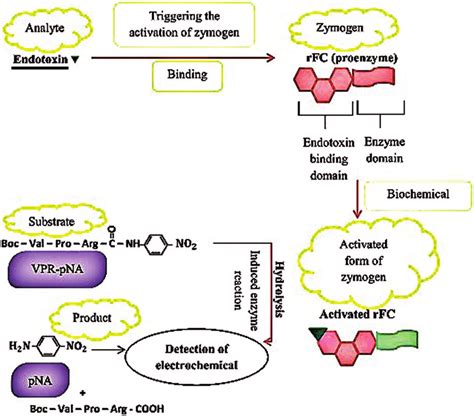 The principle of the rFC-based electrochemical endotoxin assay ...