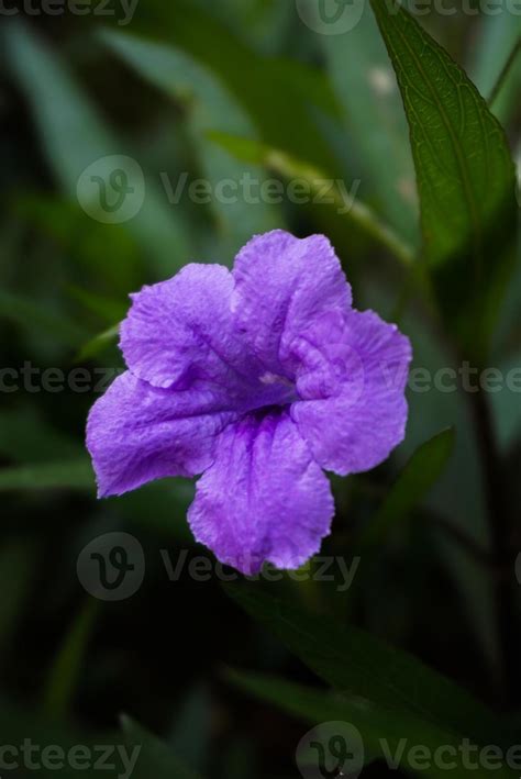 Ruellia Simplex Flower 7138154 Stock Photo at Vecteezy