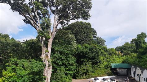 4 magnificent heritage trees to look out for at Sentosa