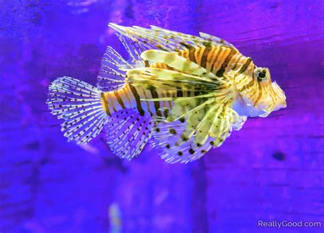 Lionfish | Lion fish, Animals wild, Fish pet