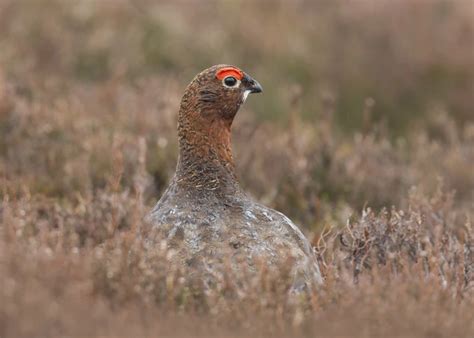 Red Grouse - Facts, Diet, Habitat & Pictures on Animalia.bio