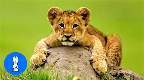 Lion Cubs Roaring (Baby Edition) - Cutest Compilation - YouTube