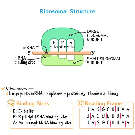 Cell Biology Glossary: Translation (Protein Synthesis) | Draw It to Know It