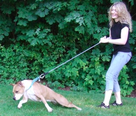 How to Stop a Dog from Pulling | Dog Savvy