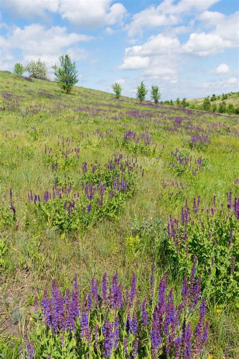 Wild sage flowers stock image. Image of leaf, purple - 107603847