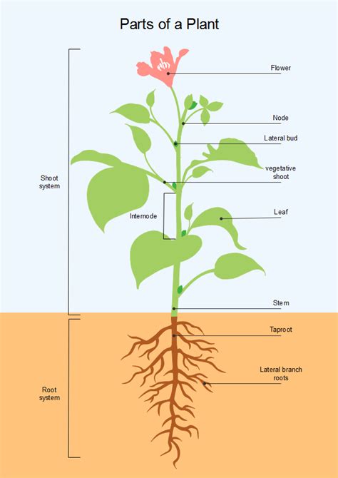 48+ Plant Diagram With Labels Pictures | jajalki