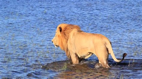 Lion In Water Long Clip Smooth Stock Footage SBV-301035592 - Storyblocks