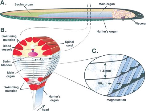 Electric Eel - The Most Powerful Electric Fish | hubpages