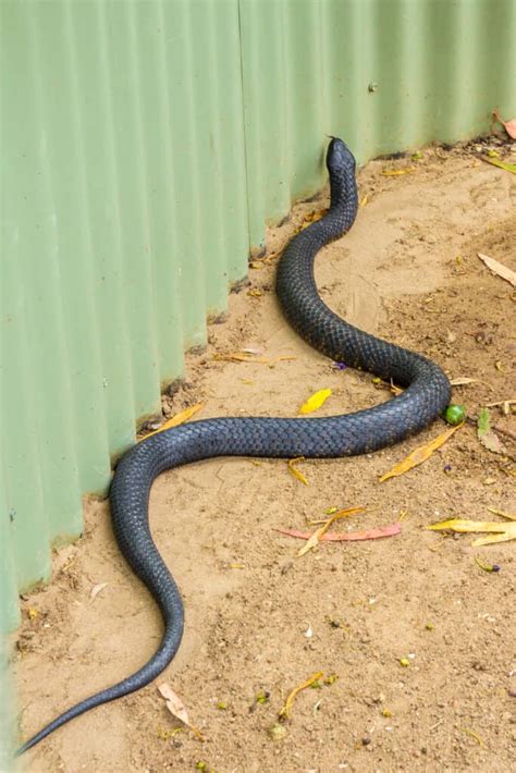 Tasmanian Tiger Snake - A-Z Animals