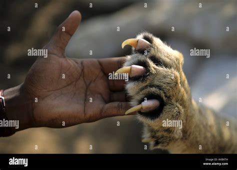 lion (Panthera leo), paw with claws, Kenya Stock Photo - Alamy