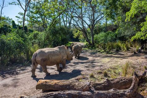 Safaris De Kilimanjaro En El Reino Animal En Walt Disney World Imagen ...