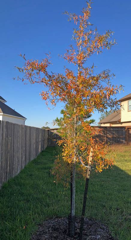 Willow Oak tree - Southern Native Trees