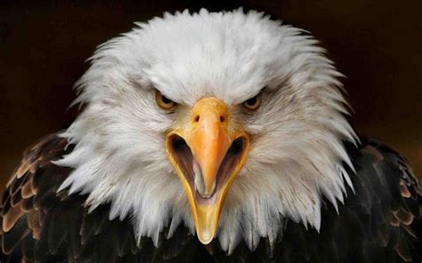 Eagle Eye