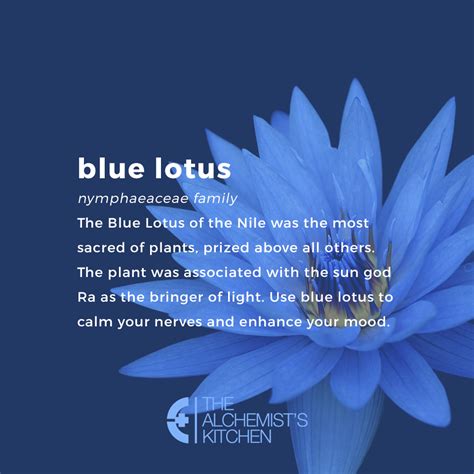 Blue Lotus: Flower of Intuitive Ascension - The Alchemist's Kitchen ...