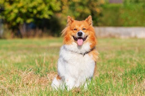 Portrait of an Elo Dog Sitting on the Meadow Stock Image - Image of pets, outside: 131034773