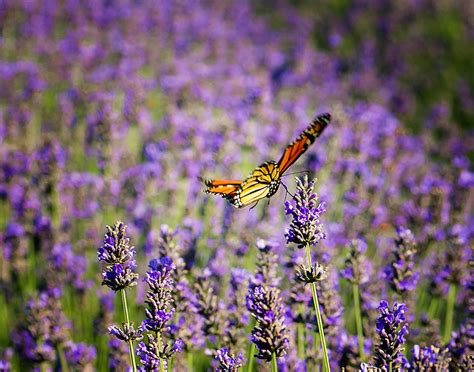 Lavender Butterfly Photograph by Vicki Jauron