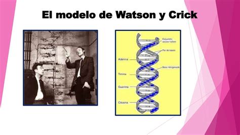 Modelos de Watson y Crick - ADN