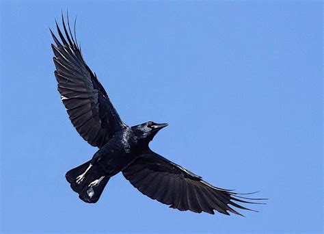 American Crow | BirdForum