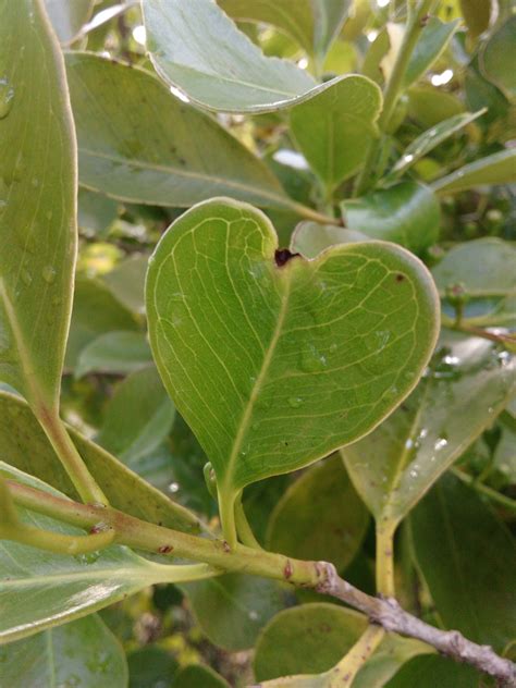 Growing different varieties of Guava - General Fruit Growing - Growing Fruit