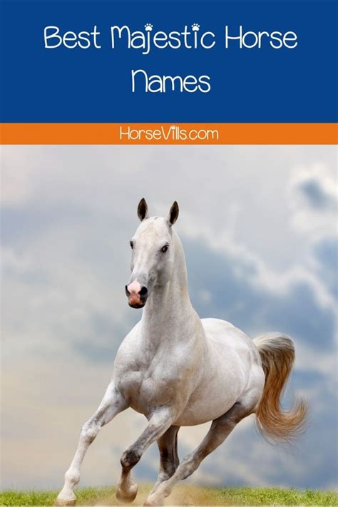 Majestic Horse Names (200+ Fascinating Ideas to Choose From)