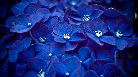 Blue Flowers - Flowers Photo (33698240) - Fanpop