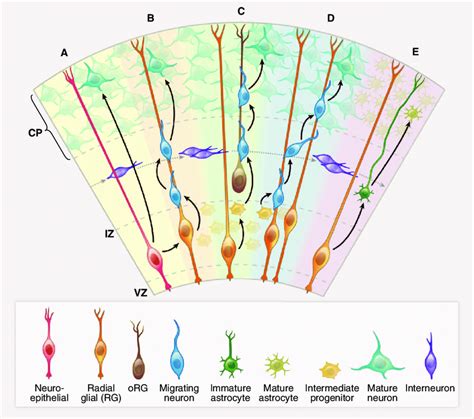 Pyramidal Neurons