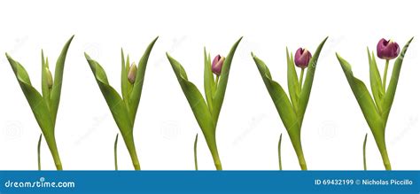 Single Tulip Time-lapse stock image. Image of agriculture - 69432199