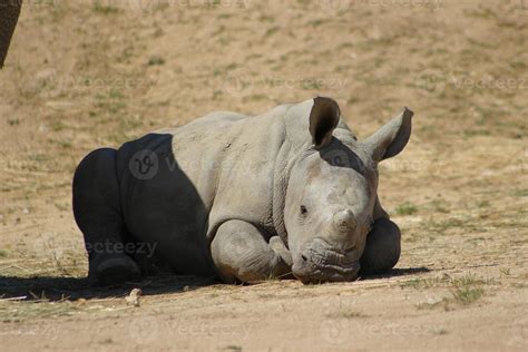 Baby White Rhinoceros 845122 Stock Photo at Vecteezy