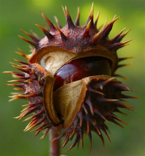 Chestnut | Chestnut trees, Seed pods, Seeds