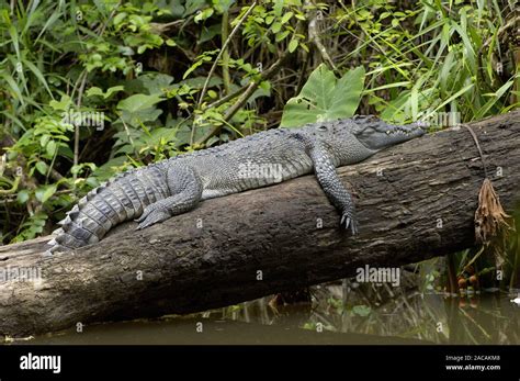 extremely rare, endangered , siamese crocodile, crocodile siamensis ...