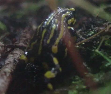 Southern Corroboree Frog | The Animal Facts | Appearance, Diet, Habitat