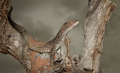 Perentie Facts: Discover The Largest Lizard In Australia (And The ...