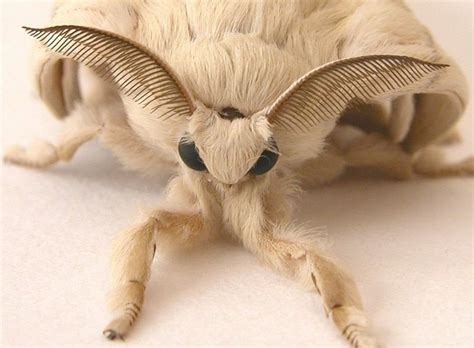 Say hello to the Venezuelan poodle moth, a living Pokemon : pics