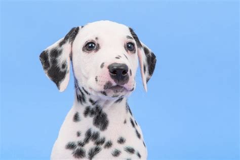 475+ Unique Dalmatian Names: for Your One-of-a-Kind Canine